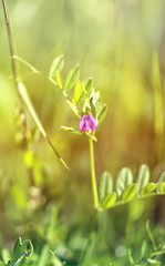 Beautiful wild flower murine peas