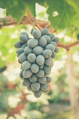 grapes with retro filter effect