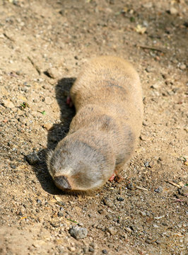 Nanospalax leucodon. Lesser mole rat.