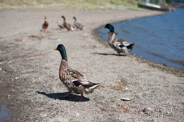 Ducks at Lake Ashi in Hakone, Kanagawa Prefecture, Japan
