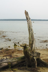 Snag on the shore
