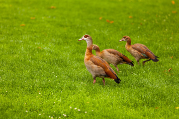 Nilgans