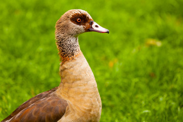 Nilgans