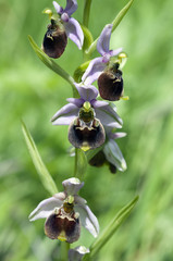 Hummel-Ragwurz, Ophrys, holoserica, Ragwurz, Orchidee