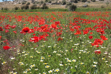 Champ de coquelicots et fleurs sauvages