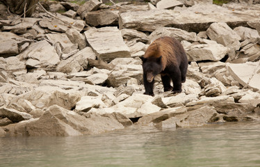 Fototapeta na wymiar black bear in the wild , british columbia