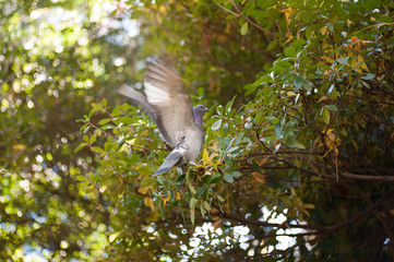 Bird Flying At Kanda Shrine, Tokyo, Japan