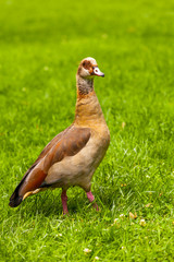 Nilgans