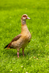 Nilgans