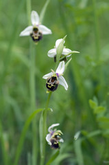 Hummel-Ragwurz, Ophrys, holoserica, Ragwurz, Orchidee