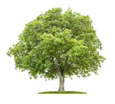 Alter Walnussbaum