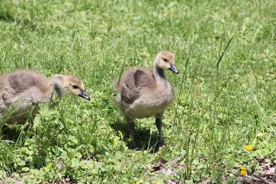 Fuzzy little goslings (Canada Geese) about 1 month old playing in the grass and foraging for food