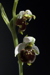 Hummel-Ragwurz, Ophrys, holoserica, Ragwurz, Orchidee