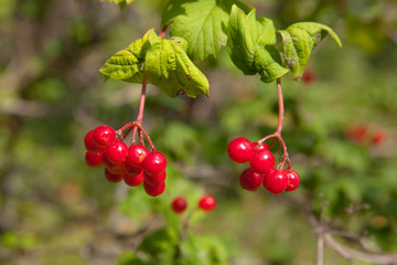 ripe viburnum close up