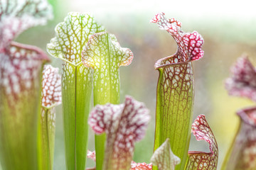 Insektenfalle