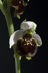 Obraz premium Hummel-Ragwurz, Ophrys, holoserica, Ragwurz, Orchidee
