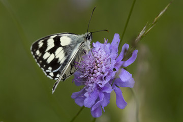 Schmetterling