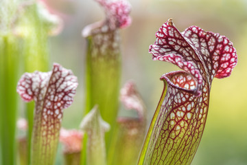 Insektenfalle