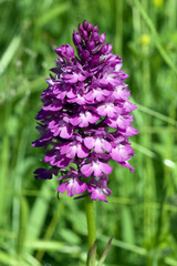 Pyramidenorchidee, Pyramiden-Orchidee, Anacamptis pyramidalis,