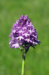Pyramidenorchidee, Pyramiden-Orchidee, Anacamptis pyramidalis,