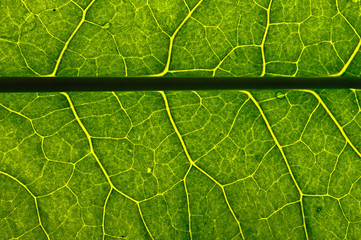 closeup plant texture background