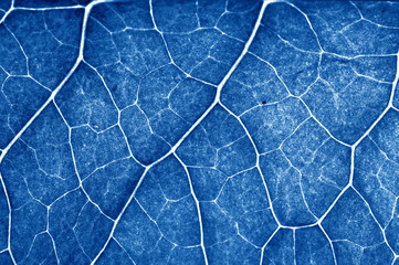 closeup plant texture background