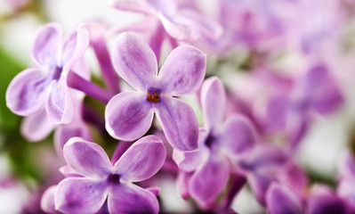 Fototapeta na wymiar beautiful lilac background
