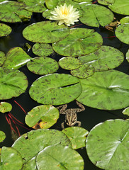 Toad on water pads in a pond.