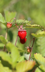 Delicious wild berry strawberry