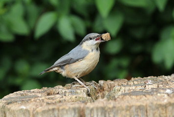 Close up of a Nuthatch removing a piece of rotten wood from a tree stump.