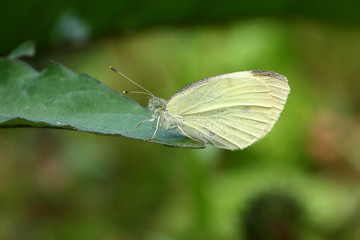 Schmetterling Makro