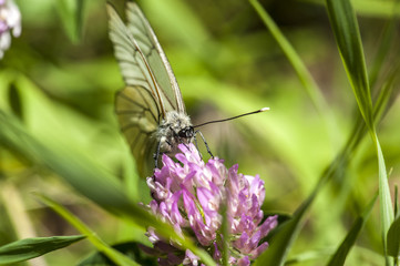 papillon butinant une fleur