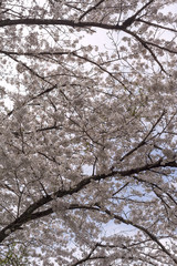 Cherry blossoms in full bloom in a city park, Tokyo, Japan