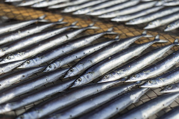 Fish drying under the sun in a shop in Ito, Shizuoka Prefecture, Japan