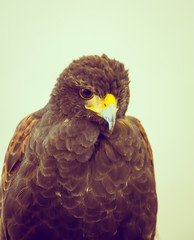 Golden Eagle ( Filtered image processed vintage effect. )