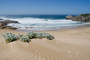 Einsamer Strand in Plettenberg Bay