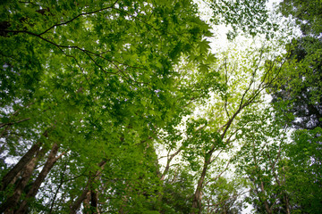 Fresh green grass, Fukushima Prefecture, Japan