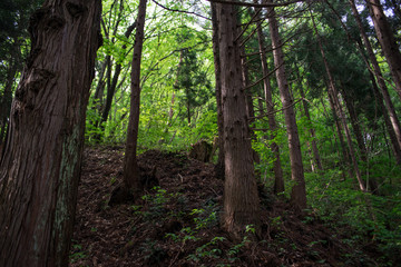 Fresh green grass, Fukushima Prefecture, Japan