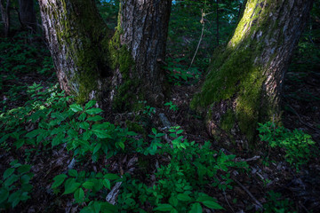 Green leaves in the woods, Fukushima Prefecture, Japan