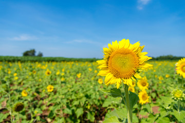 Summer sunflowers