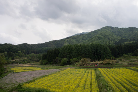 Flower field in the countryside, Fukushima Prefecture, Japan