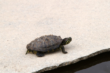 Tortue dans un bassin du Palazzo Parisio