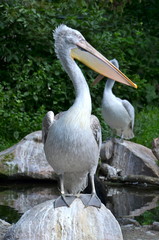 Pelican in Schönbrunn zoo, Vienna
