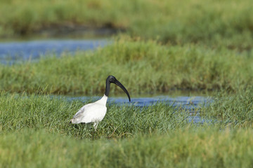 Obraz premium Black-headed Ibis in Pottuvil, Sri Lanka