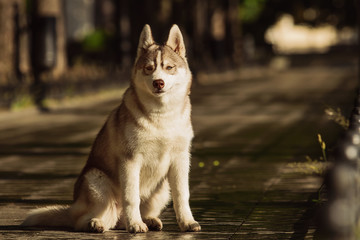 Dog. Portrait on the lawn in the urban environment. Portrait of Siberian Husky