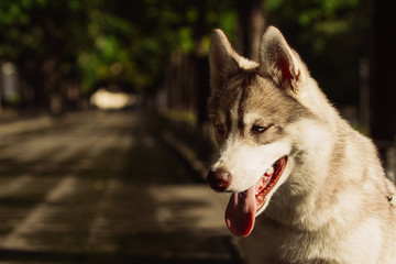 Dog. Portrait on the lawn in the urban environment. Portrait of Siberian Husky