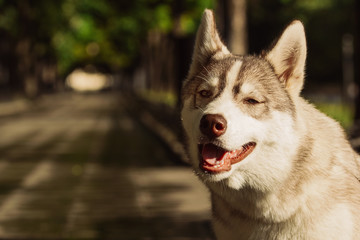 Dog. Portrait on the lawn in the urban environment. Portrait of Siberian Husky