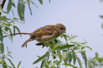 Haussperling (Passer domesticus)