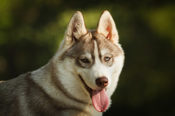 Dog. Portrait on the lawn in the urban environment. Portrait of Siberian Husky