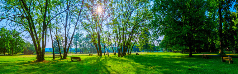 sunny summer park with trees and green grass - obrazy, fototapety, plakaty